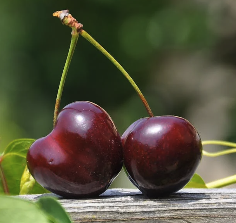 Aartsen fruit Aartsen fruit